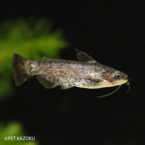 楽天市場 ウッドキャット ブリード 1匹 4 5cm程度 ナマズの仲間 観賞魚 魚 アクアリウム 熱帯魚 ペット 未来アクアリウム 楽天市場店 楽天市場 ウッドキャット ブリード 1匹 4 5cm程度 ナマズの仲間 観賞魚 魚 アクアリウム 熱帯魚 ペット 未来アクアリウム 楽天市場店