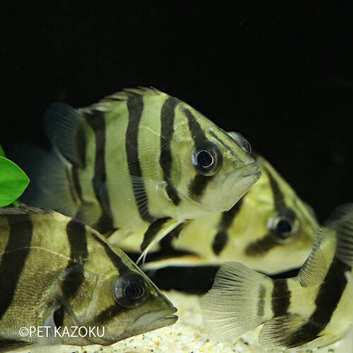 楽天市場 フォーバータイガーフィッシュ M 1匹 観賞魚 魚 アクアリウム 熱帯魚 古代魚 ペット 未来アクアリウム 楽天市場店