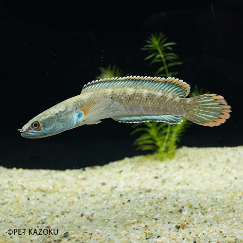 アイズファイヤースネークヘッド Eyf01 1匹 10 12cm程度 観賞魚 魚 アクアリウム 熱帯魚 ペット 古代魚 Kanal9tv Com