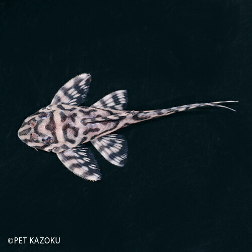 安い購入 メガクラウンゼブラプレコ L236 Aグレード ブリード Mk104a 1匹 4 5cm程度 観賞魚 魚 アクアリウム 熱帯魚 プレコ ペット 飼育 春バーゲン 特別送料無料 Www Insfatima Com Ar