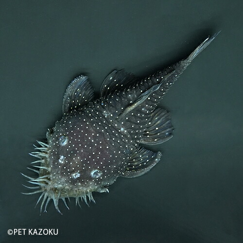 スターライトマツブッシープレコ サンフェリックス M Smb01 1匹 11cm程度 観賞魚 魚 アクアリウム 熱帯魚 ペット Kanal9tv Com