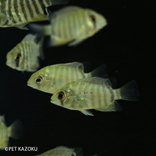 楽天市場 へロス セベラム マナカプル ｓ 2cm程度 1匹 観賞魚 魚 アクアリウム 熱帯魚 ペット 水草水槽 未来アクアリウム 楽天市場店