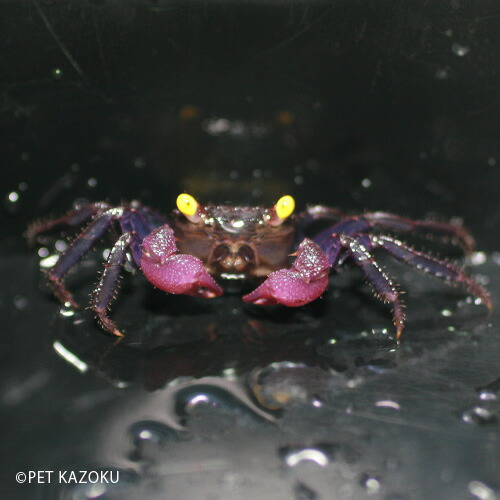 バンパイアクラブ 1匹 かに カニ 2 3cm程度 クラブ