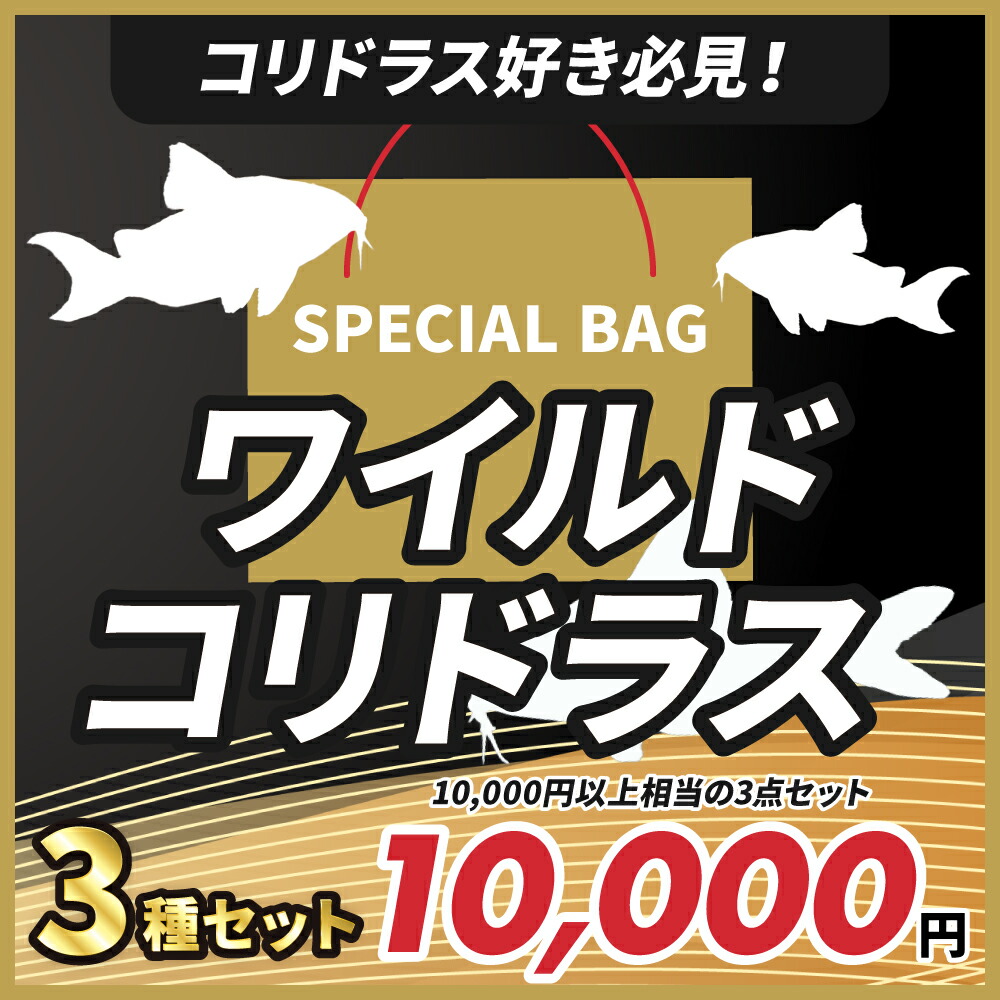 「熱帯魚」スペシャル・ラッキー・バッグーCo コリドラス・スペシャルバッグ（福袋）Ｃｏ，希少な、ワイルドコリドラスの3点セット 「淡水魚」「観賞魚」アクアリウム
