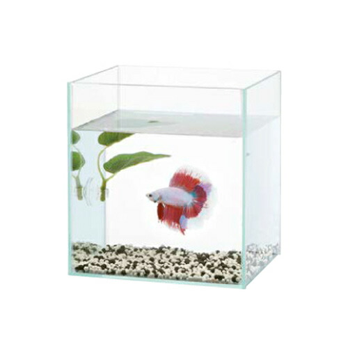 楽天市場 コレクションケース L 水作 水槽 ガラス製 観賞魚 魚 アクアリウム 熱帯魚 ペット 未来アクアリウム 楽天市場店