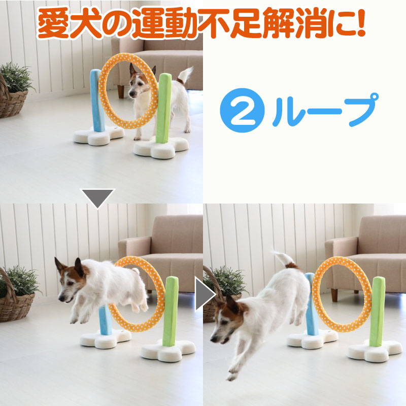 入荷待ち 6月色下旬入荷考える 洋犬 遊び道具 Toy アジリティ 組み お浚 犬アジリティ プラクティス Instrumentation Com Pl