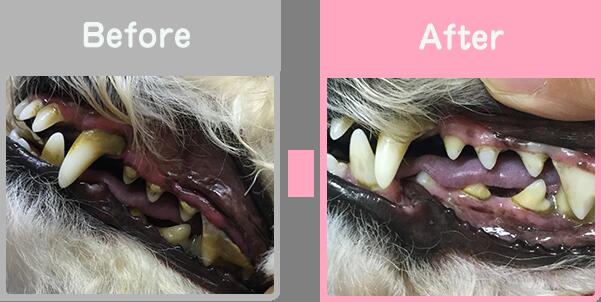 楽天市場 送料無料 ペット用歯磨きジェル スカローデンタルジェル無香料 40g 歯磨きジェル 天然365 歯にマヌカ 30ml 犬猫用セット 歯垢 歯石除去 口臭予防 歯周病の予防 ペットスタジオ