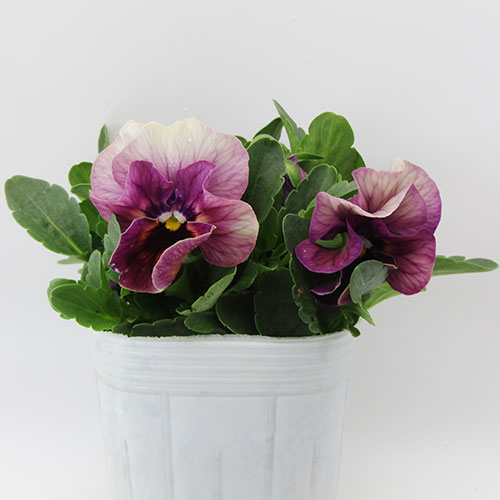 桂楓園　 マジックアワー　パンジー ３苗セット 楽天市場】□マジックアワー□ 現品販売 桂楓園さんのパンジー