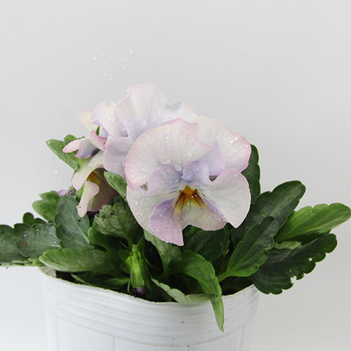 楽天市場】□マジックアワー□ 現品販売 桂楓園さんのパンジー