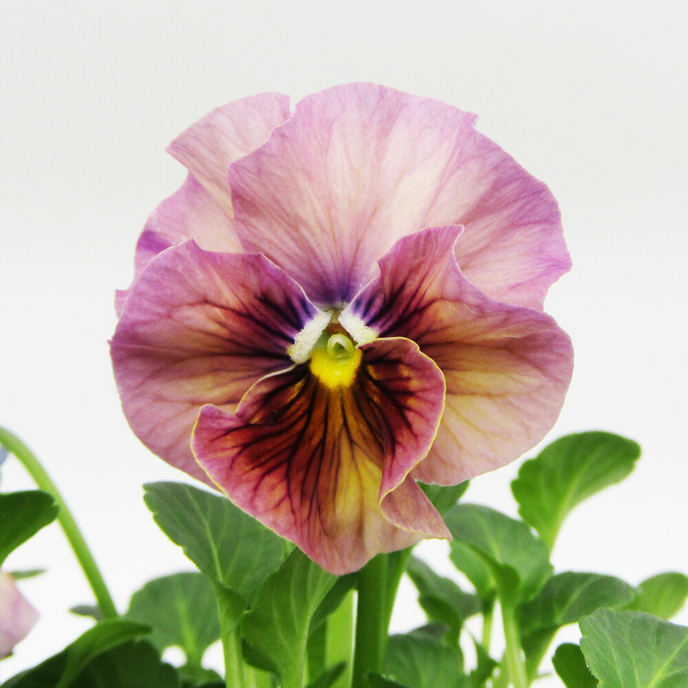 ビオラ　マーブル　⑦、⑤ポット苗 園芸ネット本店｜[送料無料]うえたコレクションビオラ：マーブル3.5号