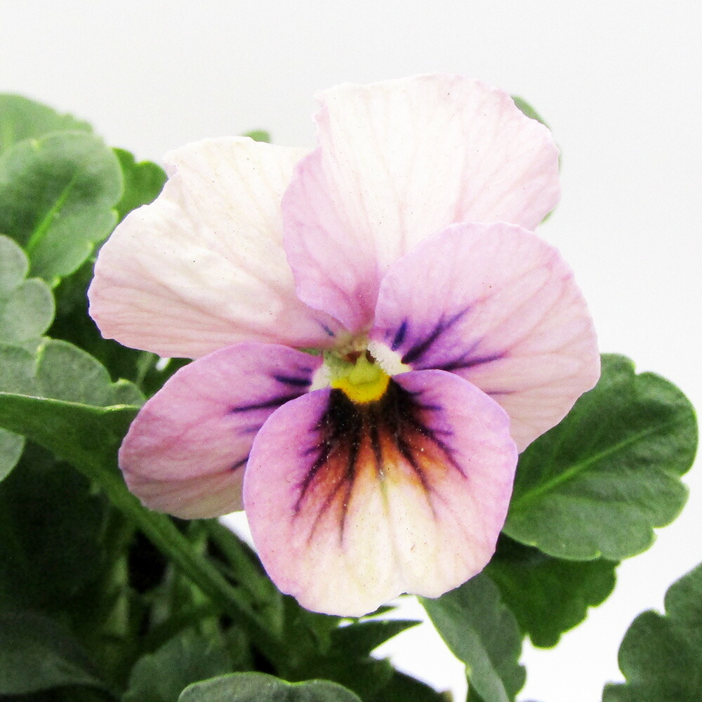 楽天市場】【まもなく予約締切】【予約販売】 育種家うえたさん