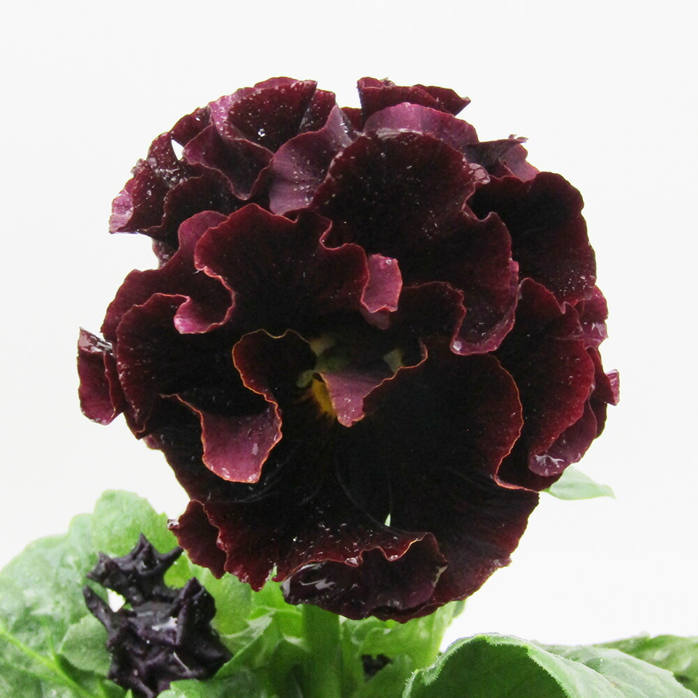 RA40♥サトウ園芸 ローブドゥアントワネット♥超人気希少♥花苗