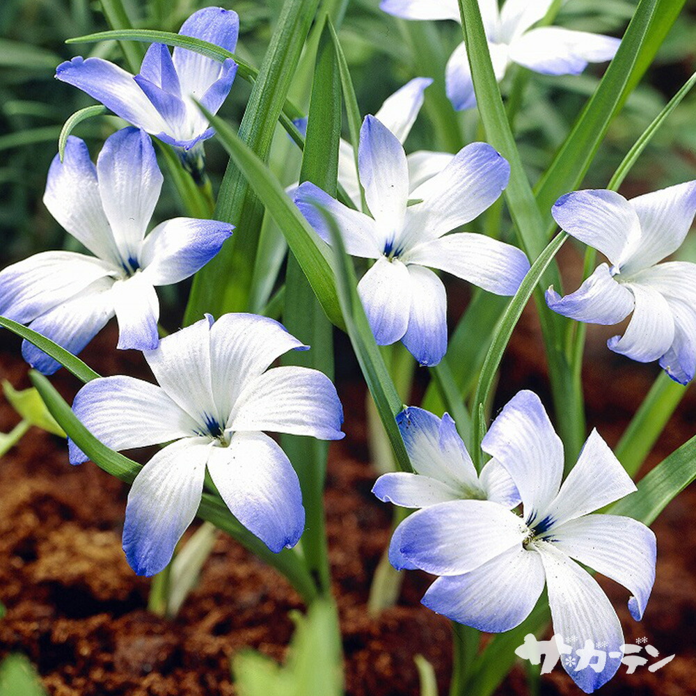 楽天市場】秋植え球根 テコフィレア シアノクロッカス 球根 2球 春が