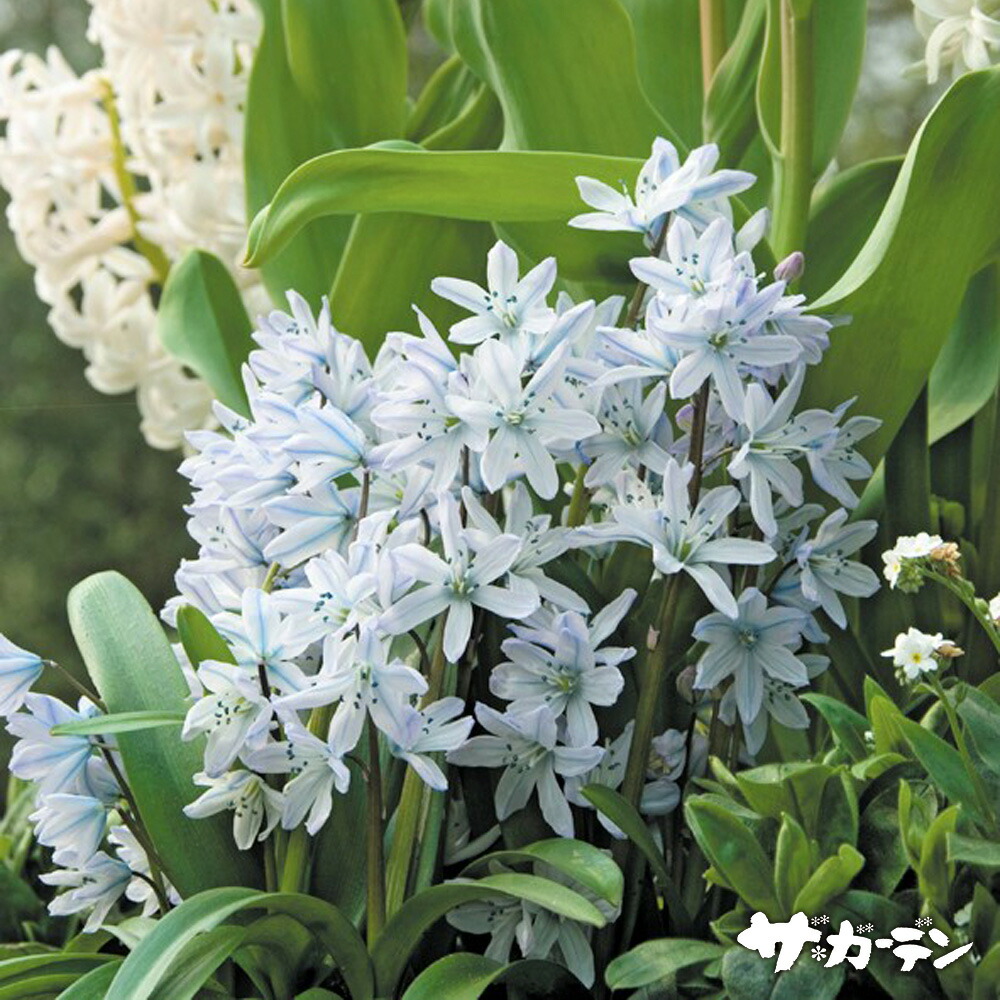 楽天市場】サギソウ 【銀河】 球根 （3球入） （植え付け時期11