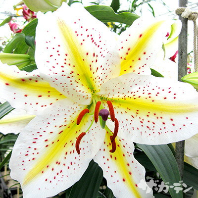 山百合11球 楽天市場】秋植え球根〜春植え球根 改良 山ゆり オーラタムゴールド