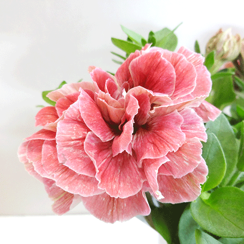 楽天市場 新鮮花壇苗 八重咲きペチュニア ホイップマカロン フレーズムース１０ ５ｃｍポット苗 ペットエコ ザガーデン楽天市場店