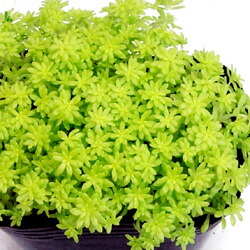 楽天市場 多肉植物 セダムミモザ9cmポット苗 ペットエコ ザガーデン楽天市場店 楽天市場 多肉植物 セダムミモザ9cmポット苗 ペットエコ ザガーデン楽天市場店