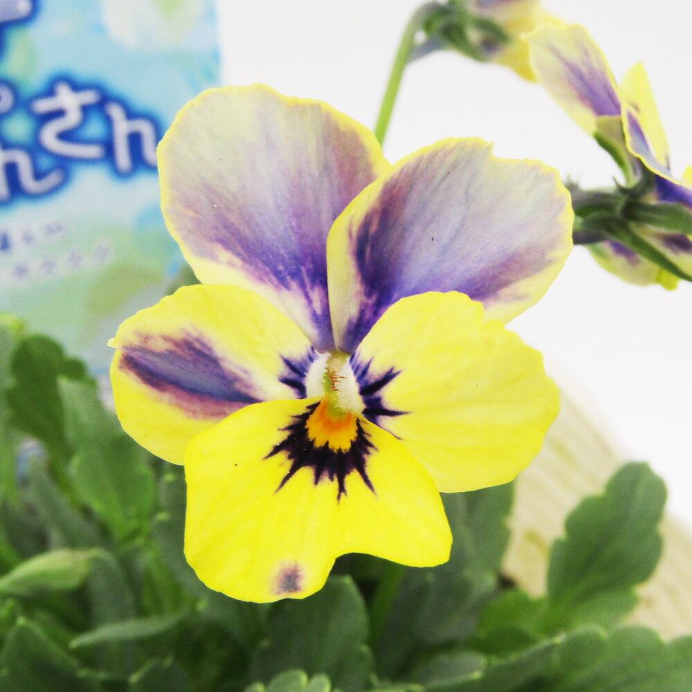 楽天市場】ビオラ 神戸べっぴんさん 夢紡ぎ アソート 3.5号ポット苗