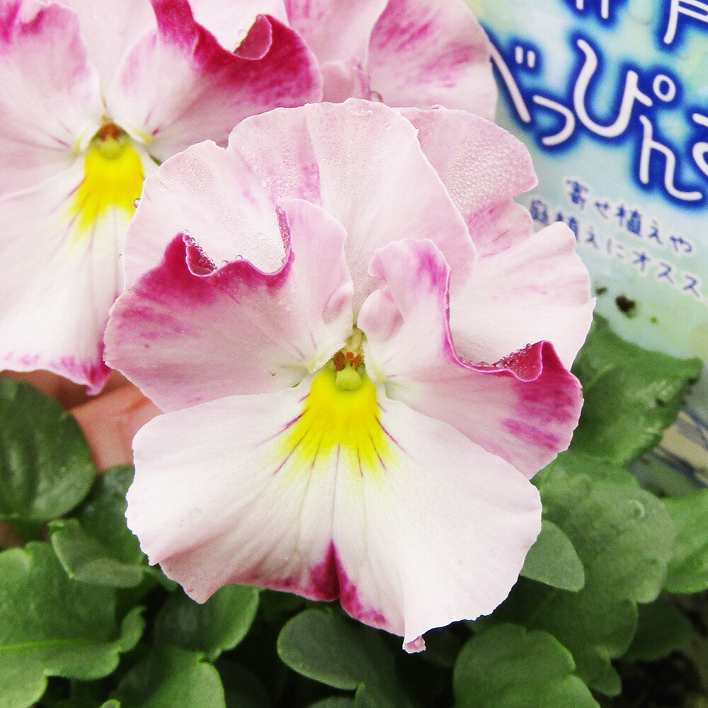 楽天市場】□マジックアワー□ 現品販売 桂楓園さんのパンジー