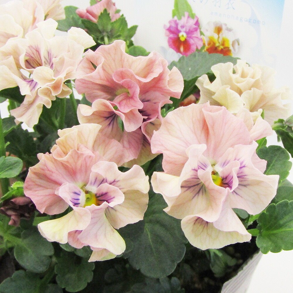 ◆◆◆専用　ＦＲ65♥ 桂楓園さん　フリルパンジー　マジックアワー♥花苗ポット ◇◇◇専用 FR65♥ 桂楓園さん フリルパンジー マジックアワー♥花苗