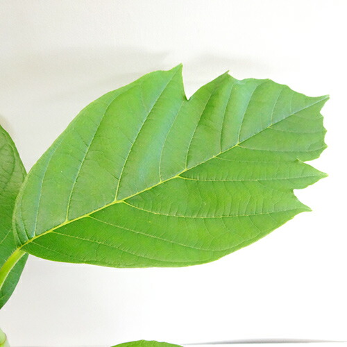 観葉植物 熱帯成物パンノキ パンノキ 号固さポット植え Nobhillmusic Com 観葉植物 熱帯成物パンノキ パンノキ 号固さポット植え Nobhillmusic Com