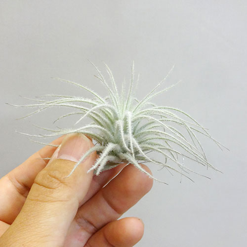 ティランジア テクトラム Tillandsia Tectorum Nobhillmusic Com