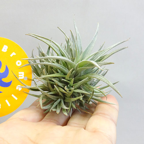 楽天市場 ティランジア カピタータ モーブ クランプtillandsia Capitata ペットエコ ザガーデン楽天市場店