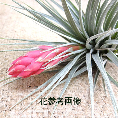 楽天市場 ティランジア 未開花株ストリクタコットンキャンディーtillandsia Stricta Cotton Canday ペットエコ ザガーデン楽天市場店