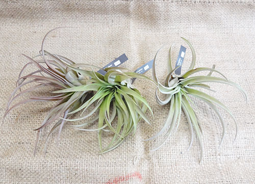 楽天市場 ティランジア カピタータ ピーチ ｌサイズtillandsia Capitata ペットエコ ザガーデン楽天市場店