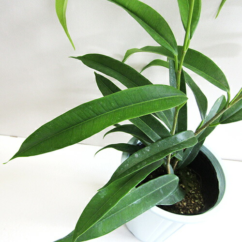 ■観葉植物■フィカス イレグラリス ■観葉植物■フィカス