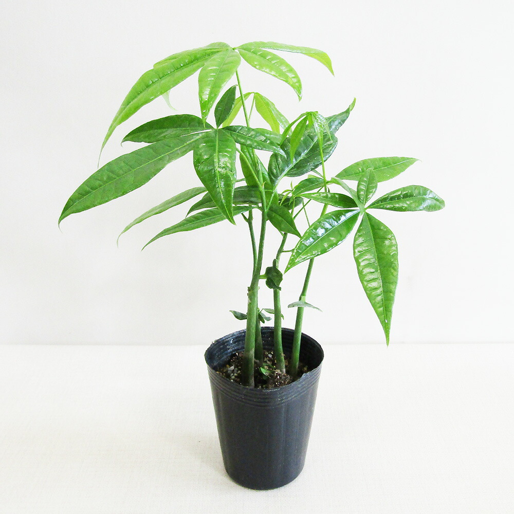 その他観葉植物 honokoo 楽天市場】観葉植物 『 パキラ 』 【 選べるカラーポット入り