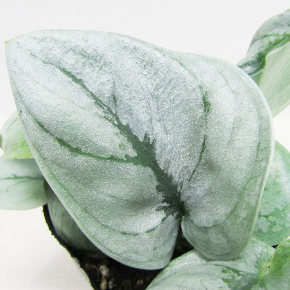 楽天市場】□観葉植物□ スキンダプサストレビー ブラックscindapsus