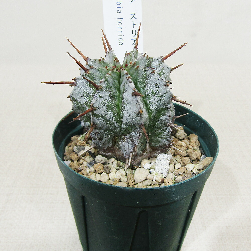 楽天市場】□多肉植物□ ユーフォルビア ホリダ×バリダ