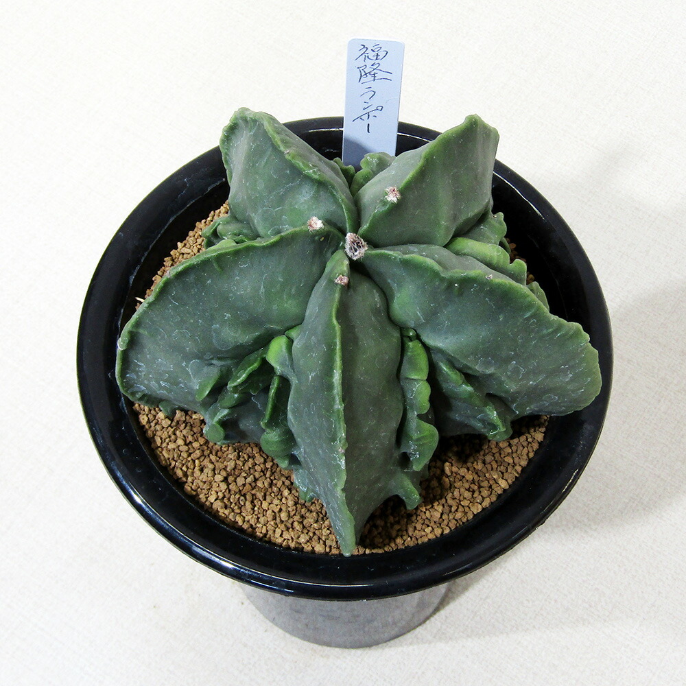 楽天市場】□多肉植物・サボテン□ NEW！現品販売 サボテン オプンチア