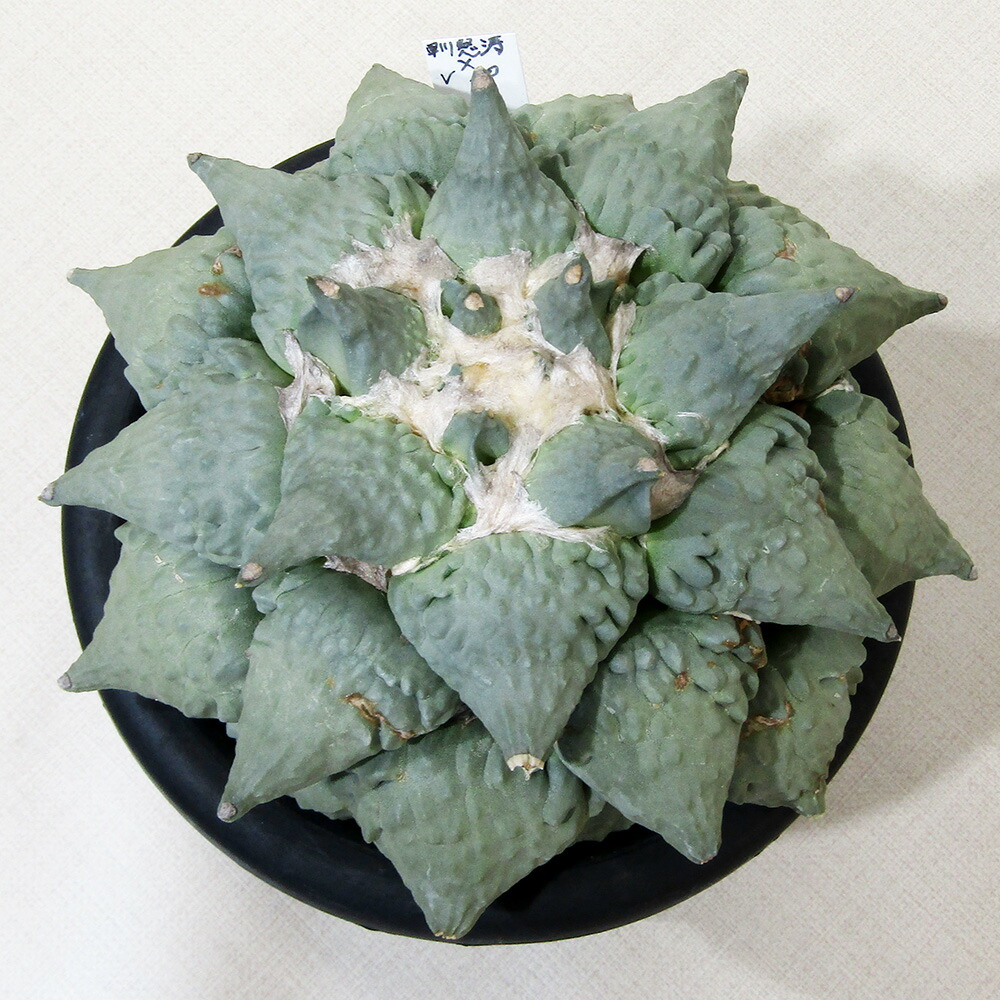 楽天市場】【現品】サボテン・ワラシー 8号 N8番 【人気 植物