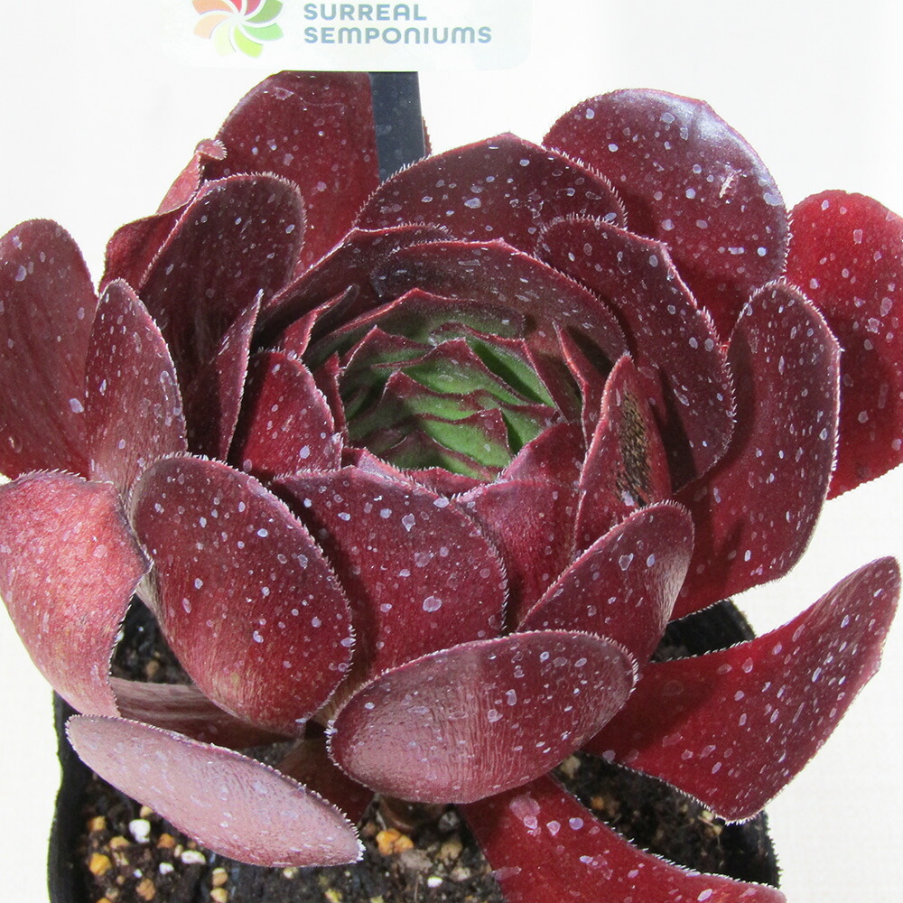 楽天市場】農園直売 多肉植物 寄せ植え アエオニウム属 ライチ（群