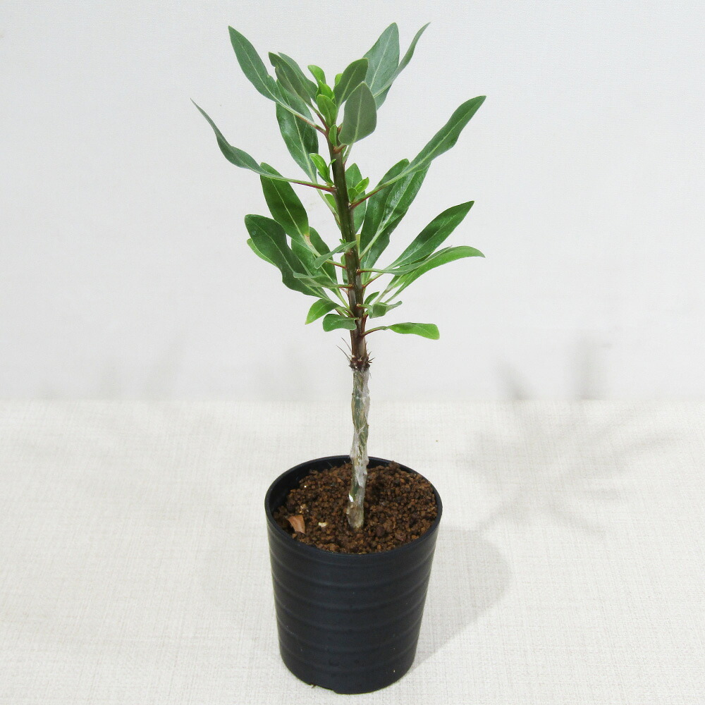 楽天市場】□カクタス長田さんの多肉植物□ コミフォラ ホルトジアナ