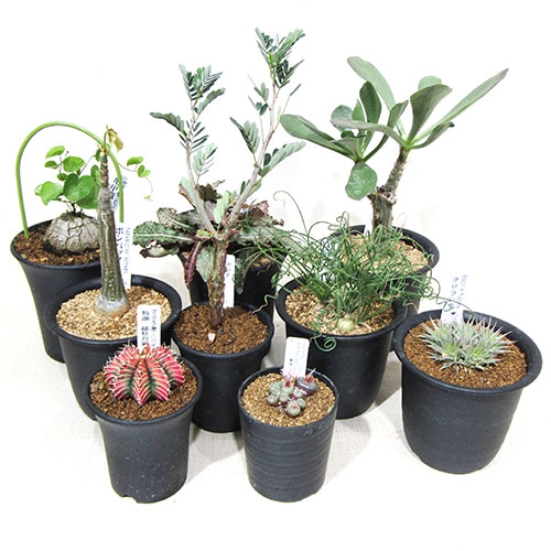 □カクタス・多肉植物の福袋□サボテン長田カクタス・多肉植物おまかせ書き割り