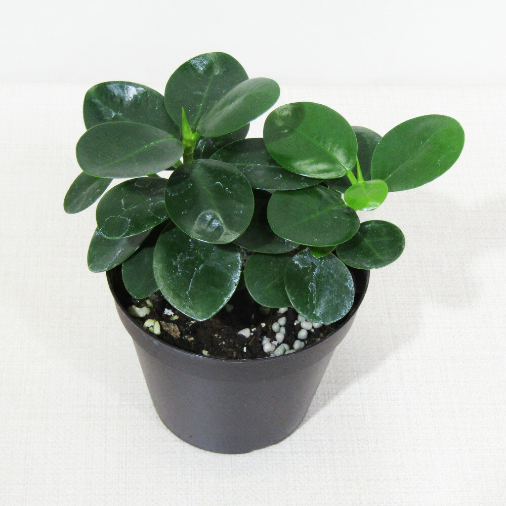 楽天市場】【現品・現物】葉が小さいタイプ 子パンダガジュマル