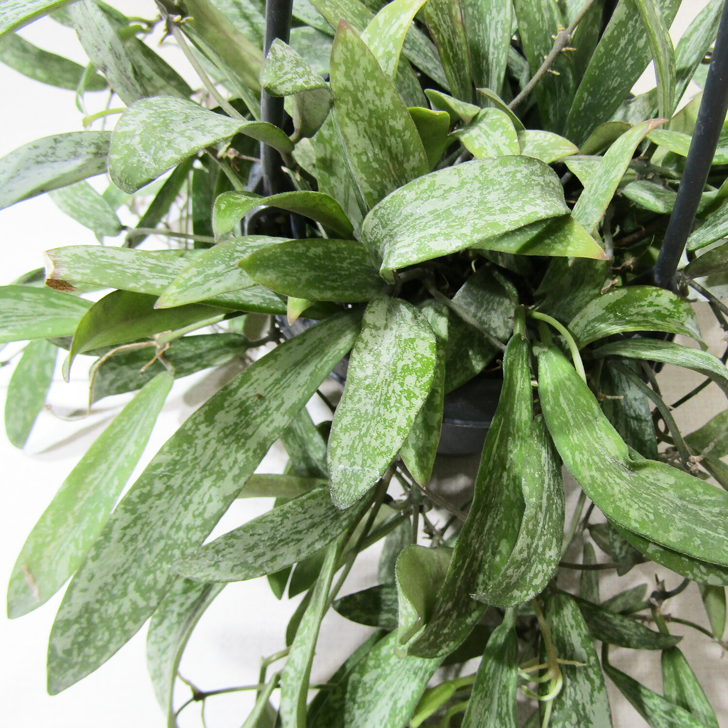 楽天市場】□観葉植物□ ホヤ クラッシペティオラータ