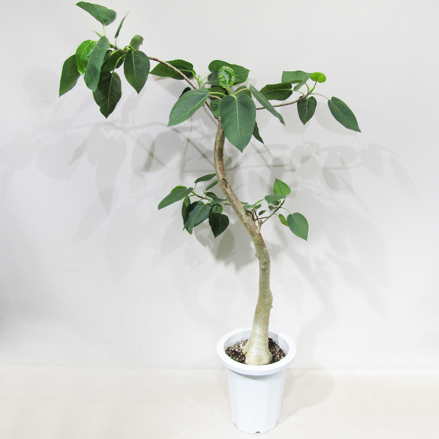 【現品】ブリガミア・インシグニス (アルラ) ハワイアンパーム　5号　AK番 現品】ブリガミア・インシグニス (アルラ) ハワイアンパーム 5号