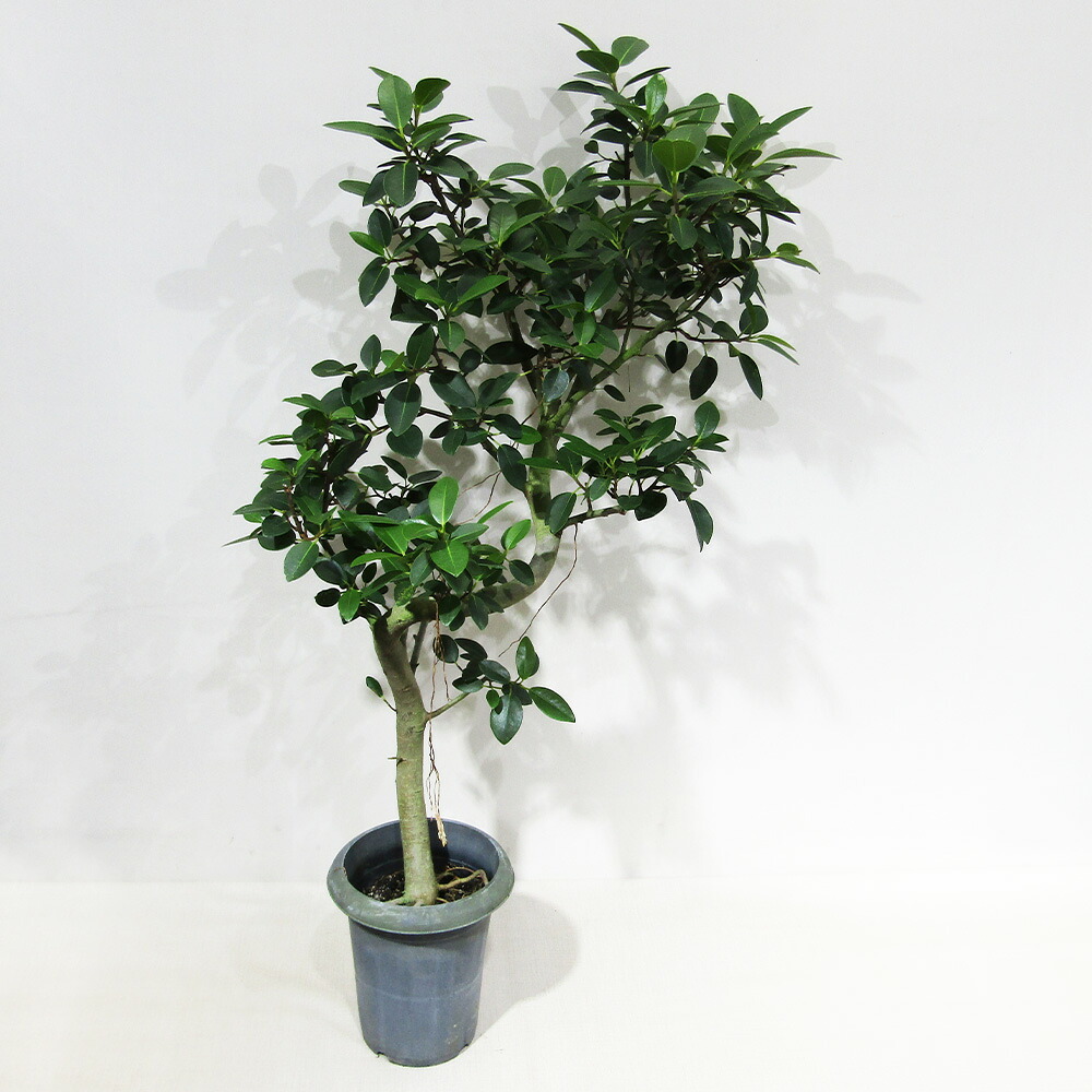 《送料無料》 □観葉植物□ 現品 沖縄産 フランスゴム ６号鉢植え 現品販売〈フランスゴムNo.２〉