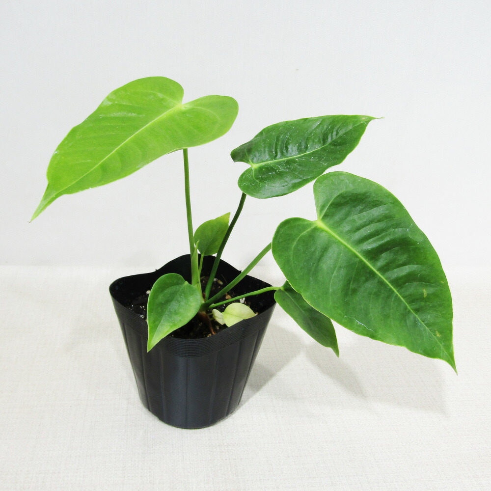 楽天市場】アンスリウム ベイチー 4号ポット 観葉植物 希少 : パリジェンヌ