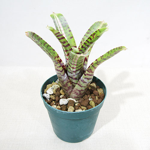 ブロメリア・エアープランツ Pitcairnia bergii ブロメリア・エアープランツ Pitcairnia bergii ブロメリア・エアー