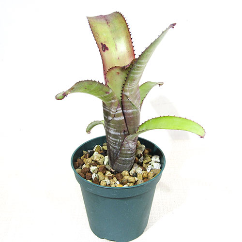 楽天市場】□SPECIES NURSERYさんのブロメリア□ エクメア