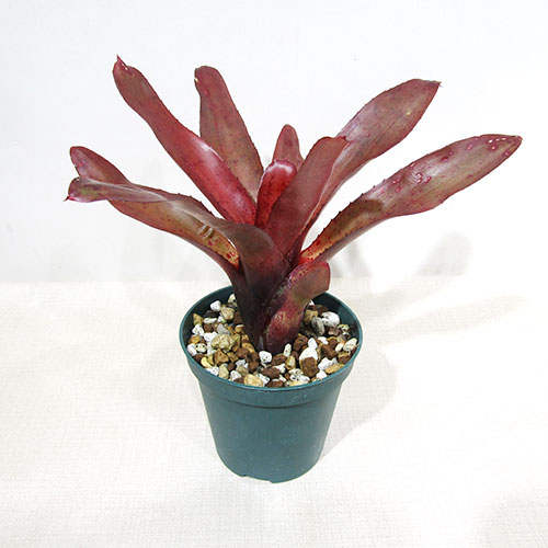 ブロメリア・エアープランツ Pitcairnia bergii ブロメリア・エアープランツ Pitcairnia bergii ブロメリア・エアー