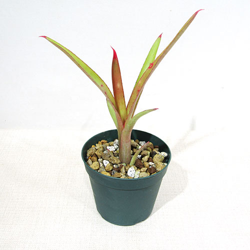 楽天市場】□SPECIES NURSERYさんのブロメリア□ ピトカイルニア