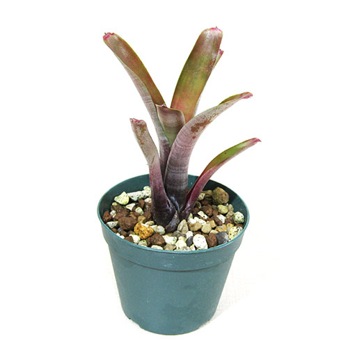 楽天市場】□SPECIES NURSERYさんのブロメリア□ ネオレゲリア