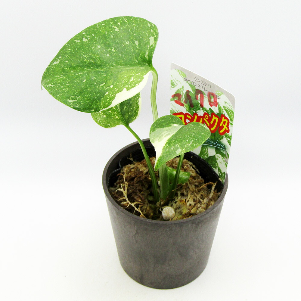 □観葉植物□　 現品販売　 鷲尾園芸　 モンステラ　 タイコンステレーション　 マイクロコンパクタ　 ２．５号ポット植え　 【マイクロコンパクタＮｏ.１】