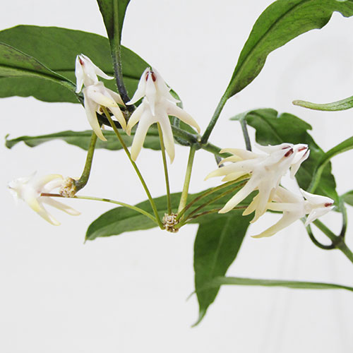 【楽天市場】 観葉植物 グリーンベルさんのホヤ ムルチフローラ スプラッシュ hoya multiflora splash 3号吊り鉢：ペット ...